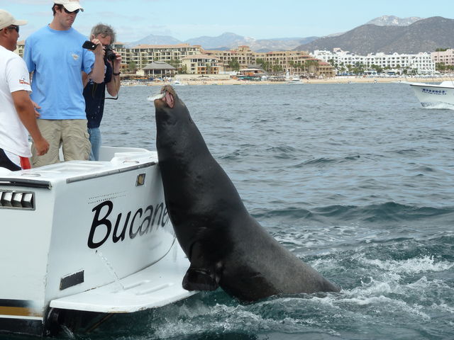 Sea lion ´Pancho  waiting for fish