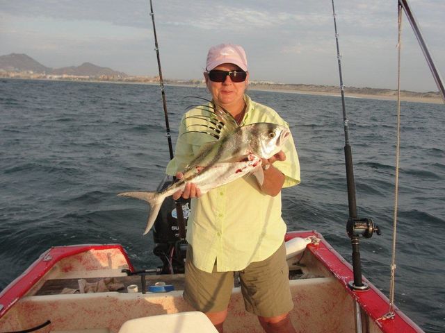 Rooster fish