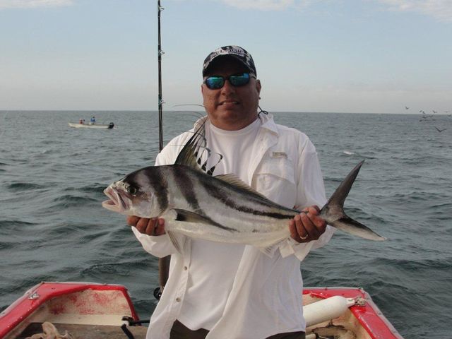 Rooster fish