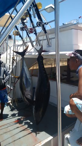 Tuna