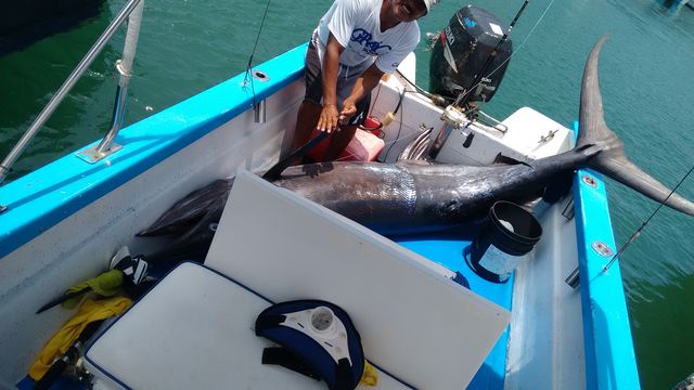 Marlin in Panga