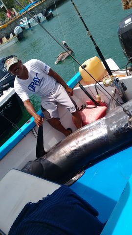 Marlin